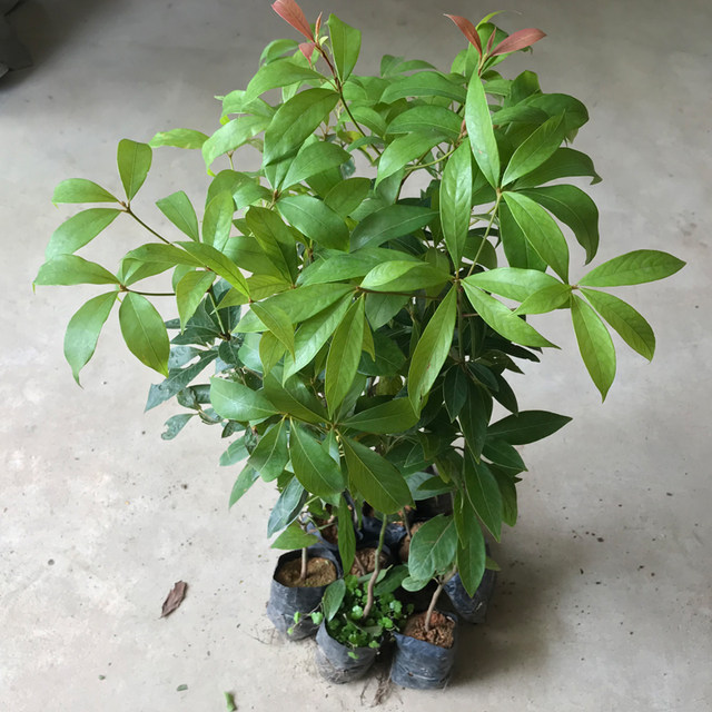 Golden nanmu saplings, Sichuan authentic small-leaf nanmu big trees, valuable saplings, courtyard greening potted plants, evergreen all year round