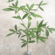 Golden nanmu saplings, Sichuan authentic small-leaf nanmu big trees, valuable saplings, courtyard greening potted plants, evergreen all year round