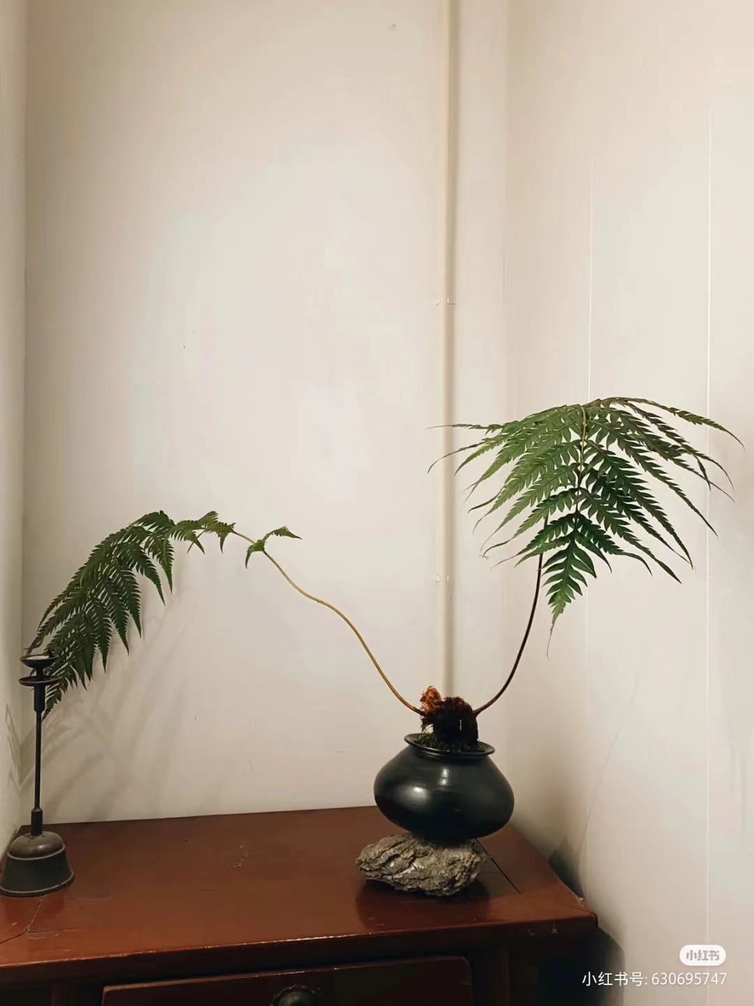 狗脊蕨类植物盆栽一叶禅蕨类绿植室猴网红蕨类室内狗凤尾水草 - 图3