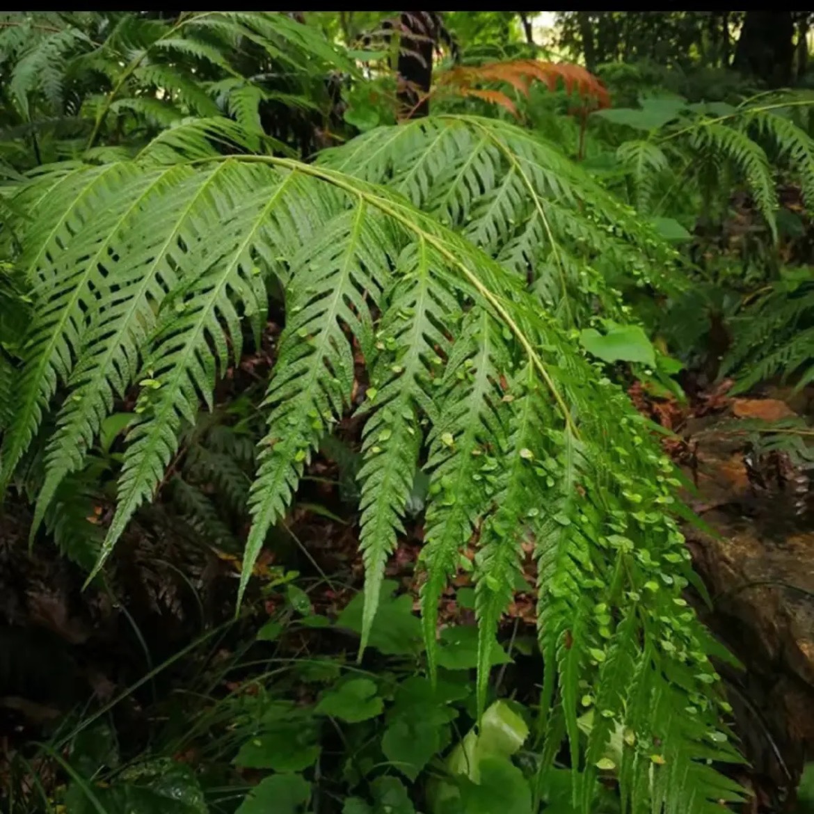 蕨类植物绿植一叶蕨盆栽室内盆景大小型造景微景观苔藓球禅意迷你 - 图3