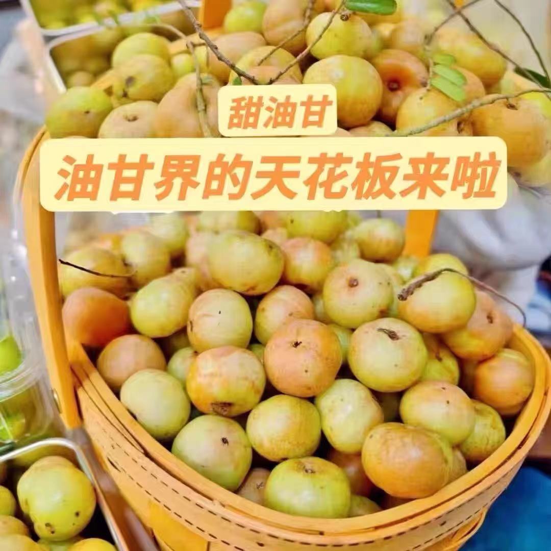 潮汕油柑王新鲜柿饼甜油甘果甜种油甘余甘水果丙甜油柑冰糖甜油甘 - 图2