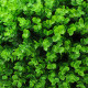 Simulated plant grass ball Milan ball green plant decoration