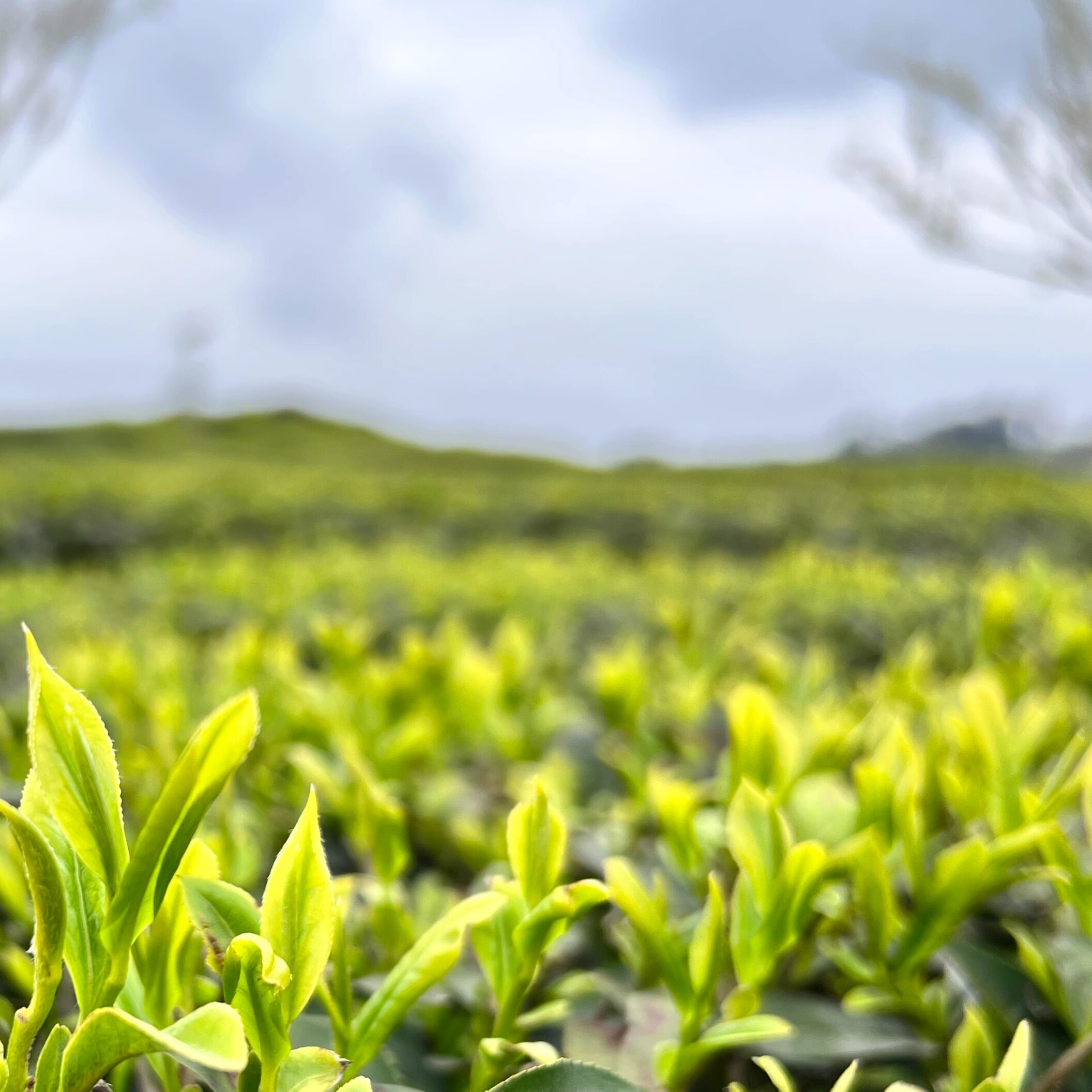 2026新茶明前屏山炒青绿茶四川宜宾早茶屏山茶叶浓香耐泡栗香250g