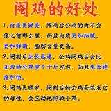 Не позволяйте членам играть [Специальное лекарство для фазанской курицы] не позволяйте куриным борьбу евнухах цыплят и цыплята стать многомерными тупыми