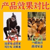 Не позволяйте членам играть [Специальное лекарство для фазанской курицы] не позволяйте куриным борьбу евнухах цыплят и цыплята стать многомерными тупыми