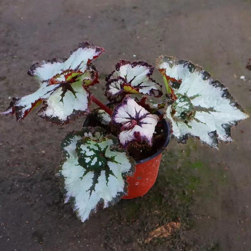 【蟆叶自销】A款集 花棚自产空气净化海棠多品种盆栽室内阳台四季,淘宝优惠券,粉丝福利购,淘宝优惠卷