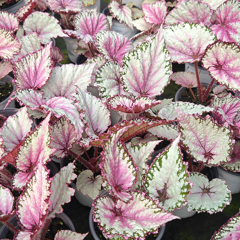 【蟆叶自销】A款集 花棚自产空气净化海棠多品种盆栽室内阳台四季,淘宝优惠券,粉丝福利购,淘宝优惠卷