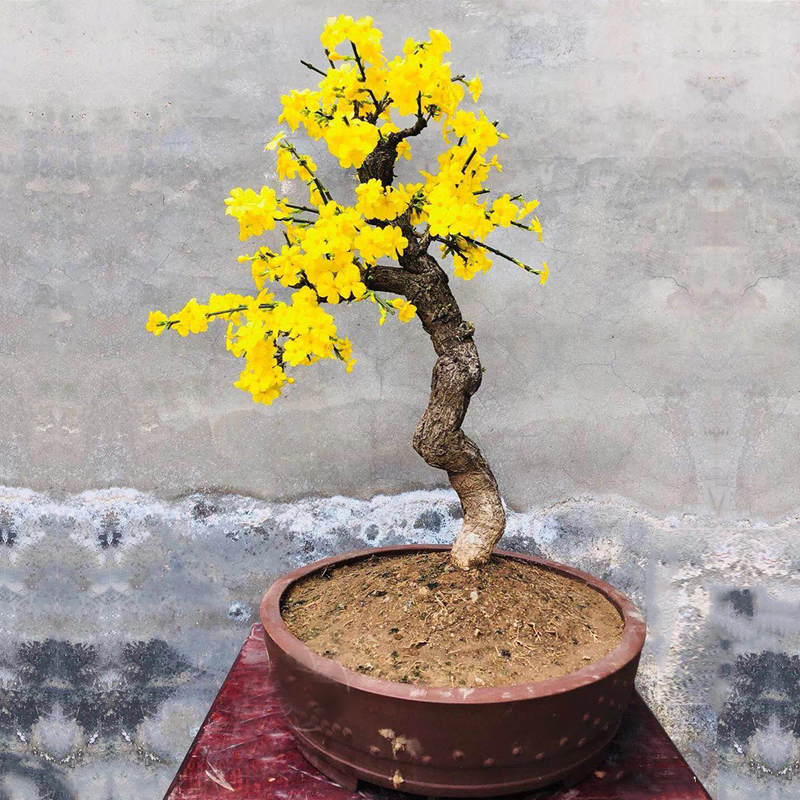 包邮迎春盆景盆栽老桩庭院绿化报春花观赏花卉耐寒迎春花新绿直销,淘宝优惠券,粉丝福利购,淘宝优惠卷