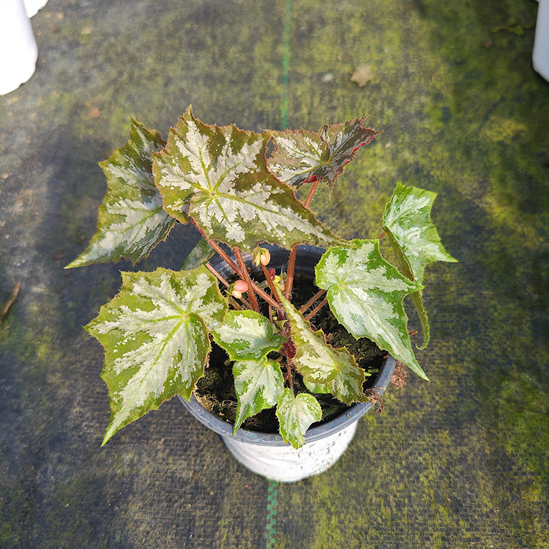 【蟆叶自销】A款集 花棚自产空气净化海棠多品种盆栽室内阳台四季,淘宝优惠券,粉丝福利购,淘宝优惠卷