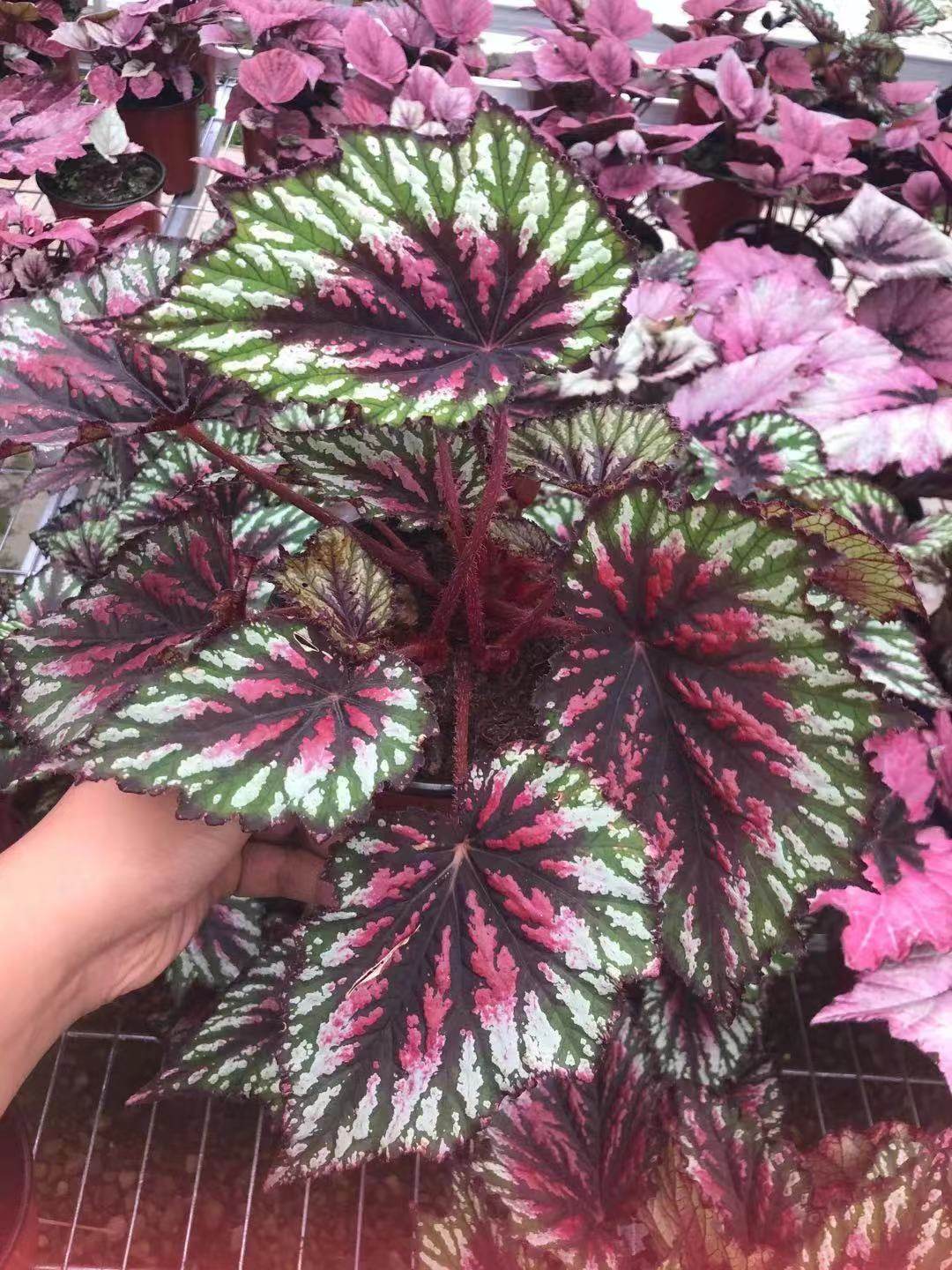 【蟆叶自销】A款集 花棚自产空气净化海棠多品种盆栽室内阳台四季,淘宝优惠券,粉丝福利购,淘宝优惠卷