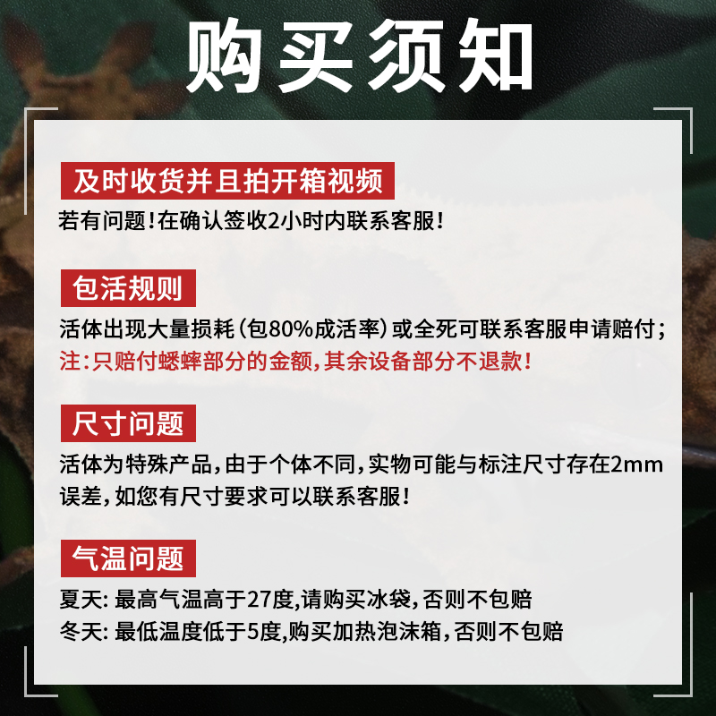 奶茶杯装白蟋蟀活物油葫芦蛐蛐蜥蜴守宫蜥蜴龟蛙爬宠活体饲料食物 - 图3