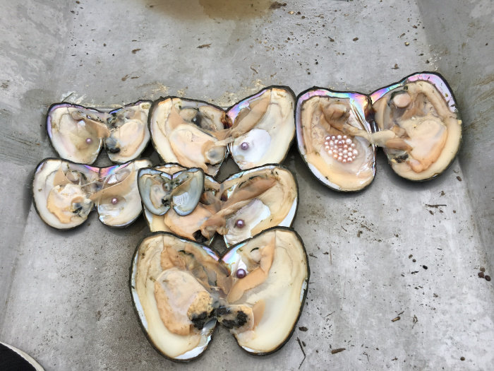 淡水珍珠蚌紫色爱迪生单珠自己开鲜活包邮开蚌取珍珠一蚌一珠,淘宝优惠券,粉丝福利购,淘宝优惠卷