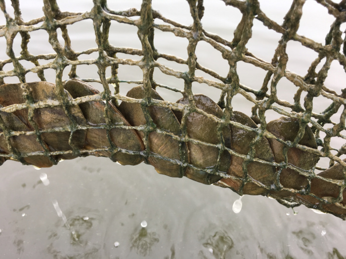 淡水珍珠蚌紫色爱迪生单珠自己开鲜活包邮开蚌取珍珠一蚌一珠,淘宝优惠券,粉丝福利购,淘宝优惠卷