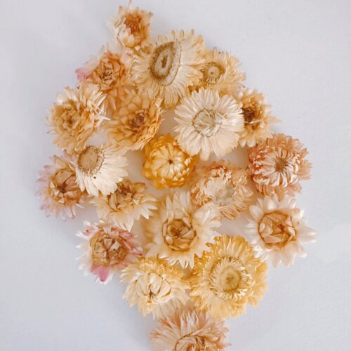 100朵自然七彩真干花雏菊多品种diy材料包装饰相框幼儿园手工制作 - 图3