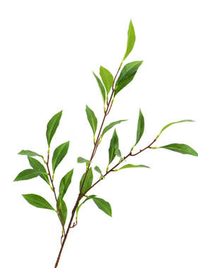 仿真茶树叶3D马醉木吊钟平替