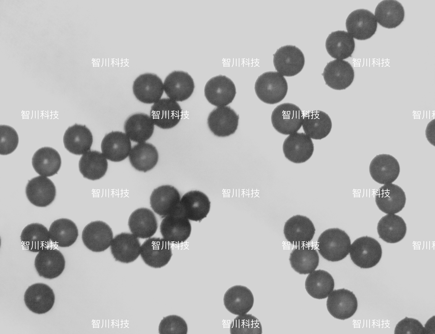 Ag@Ps聚苯乙烯导电微球 PS导电微球 - 图1