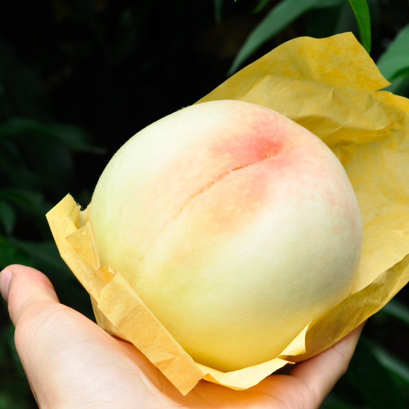 老华家阳山水蜜桃正宗无锡阳山水蜜桃新鲜桃子5两12个礼盒装当季孕妇水果现摘现发1