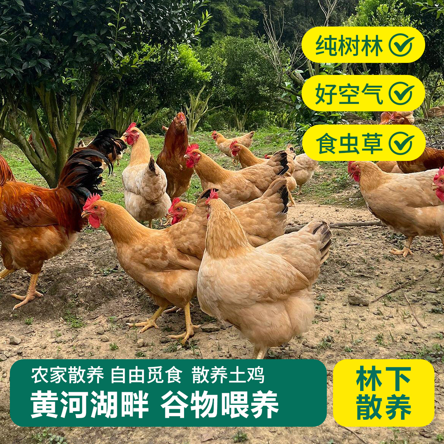 土鸡蛋正宗农家散养新鲜谷物天然喂养草鸡蛋农村笨鸡柴鸡蛋初生蛋,淘宝优惠券,粉丝福利购,淘宝优惠卷