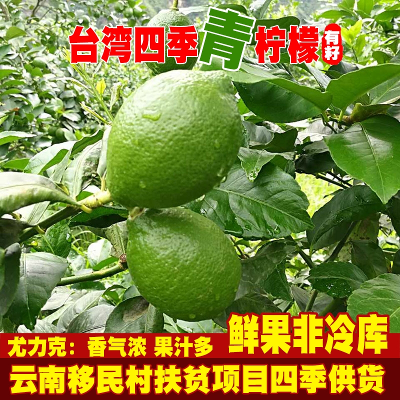 新鲜云南青柠檬水果小青柠香水四川安岳一点点薄皮奶茶非无籽现货-图2