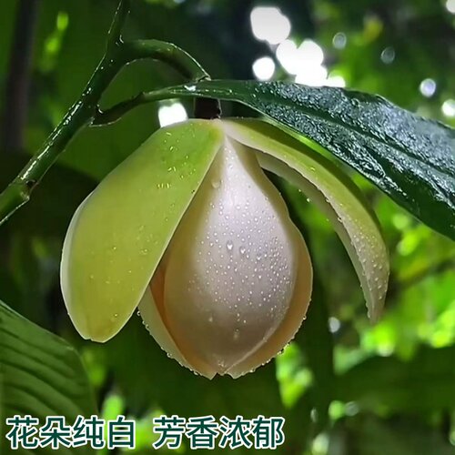 夜合花苗 浓香花朵超大 夜香木兰花 武夷木莲花 当年开花植物盆栽 - 图0
