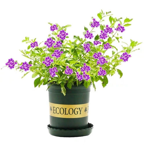 蕾丝金露花盆栽 巧克力花苗 甘露花多年生植物室内外盆栽花苗好养 - 图3