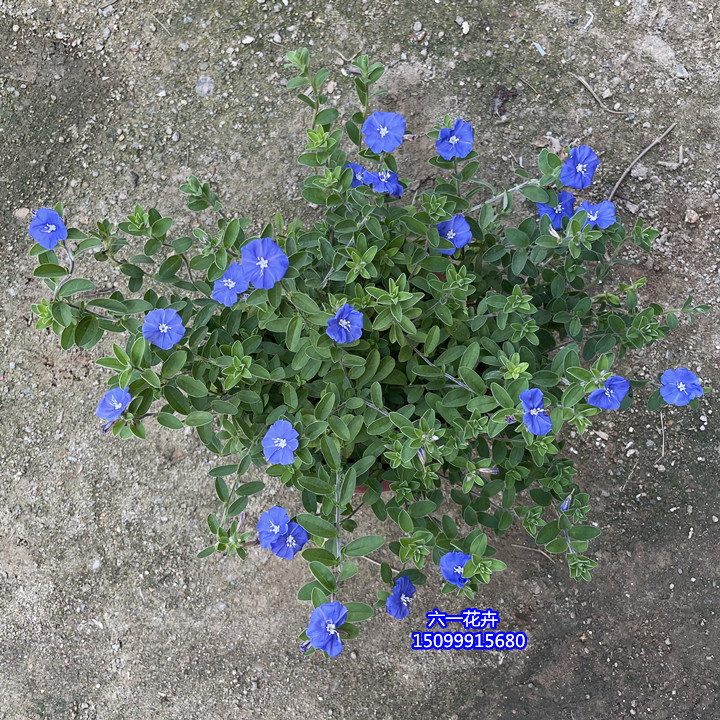 蓝星花苗美洲新品种庭院阳台耐晒花卉好养垂吊植物四季开花不断-图0