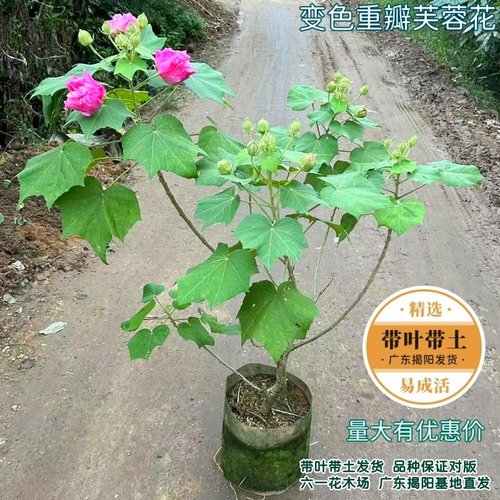 当年开花盆栽重瓣醉芙蓉花苗 木芙蓉 三醉芙蓉变色耐寒室内外绿化 - 图3