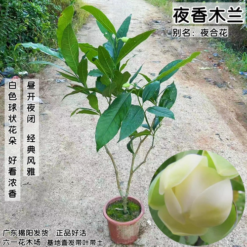 夜合花苗 浓香花朵超大 夜香木兰花 武夷木莲花 当年开花植物盆栽 - 图1