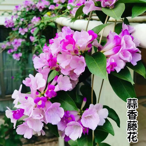 蒜香藤花苗 紫铃藤花 耐晒爬藤植物四季庭院阳台垂吊攀爬围墙植物 - 图0