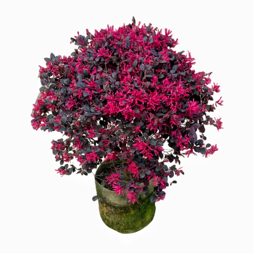 红继木苗绿化花苗红花檵木苗耐晒耐寒植物开花四季常青红桎木树苗 - 图3