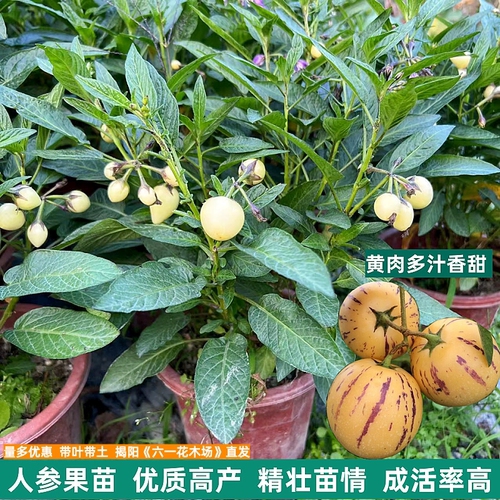 当年结果人参果盆栽四季人生果树苗仙桃苗食用长寿果苗正宗水果苗 - 图1