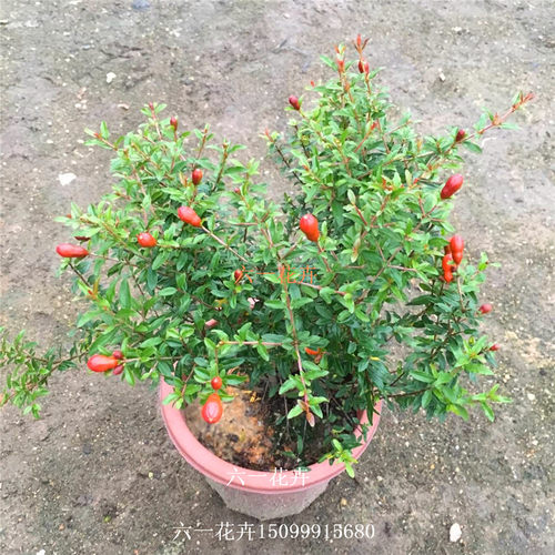 石榴花盆栽 潮汕红花苗 石榴花苗 喜庆吉祥花苗庭院阳台盆栽绿植 - 图0