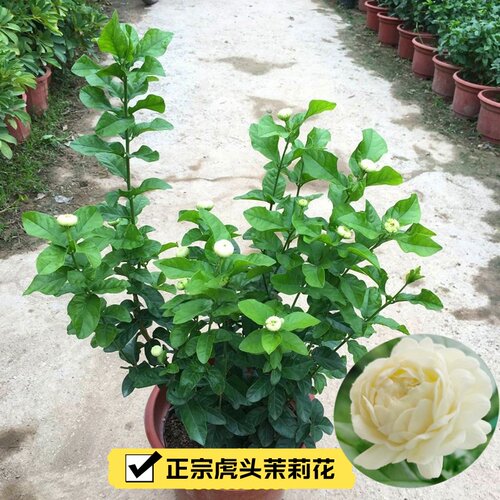 虎头茉莉花 超重瓣四季常青浓香盆栽 大花茉莉多年生植物开花不断 - 图2
