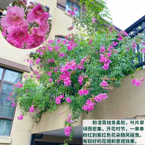 粉色凌霄花 紫云藤盆栽非洲凌霄苗 爬藤耐寒阳台庭院植物当年开花 - 图2