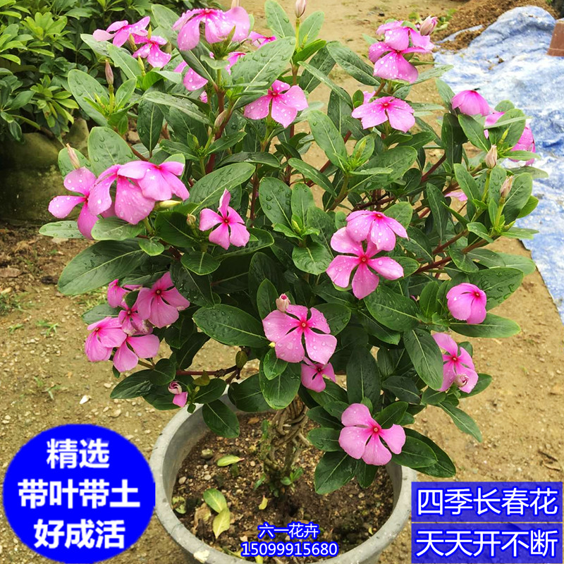 长春花盆栽 日日春 阳台庭院耐热耐晒植物四季开花好养五叶梅花苗 - 图2