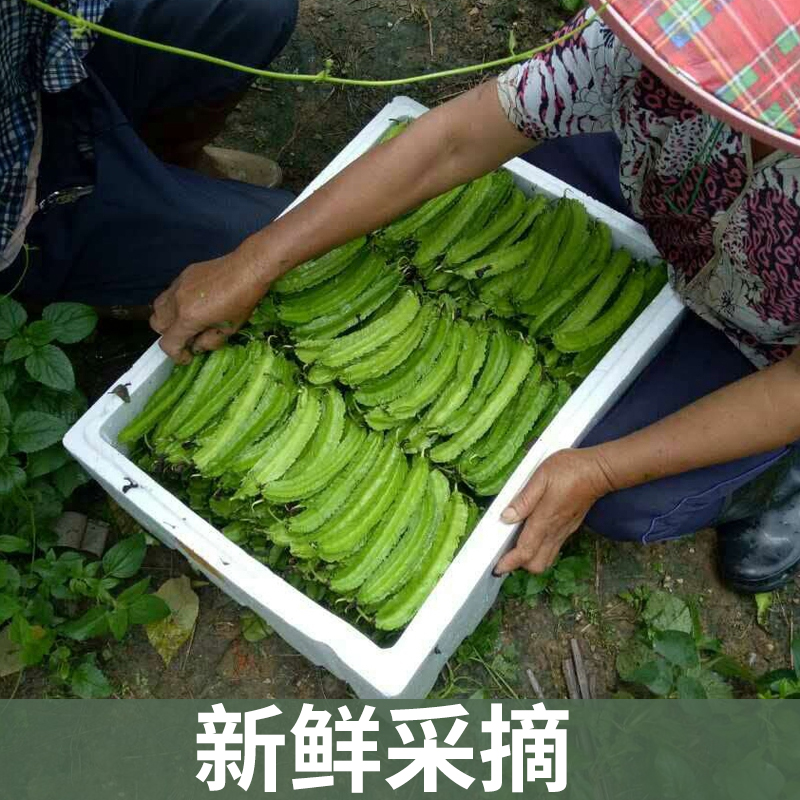 海南四角豆新鲜蔬菜脆嫩四棱豆角豆现净重0.5/4斤包邮自种农产品-图1