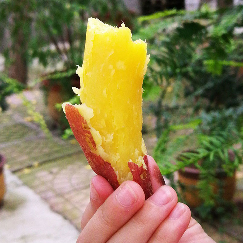 正宗新鲜黄心农家小红10斤板栗红薯 沁园春水果番薯