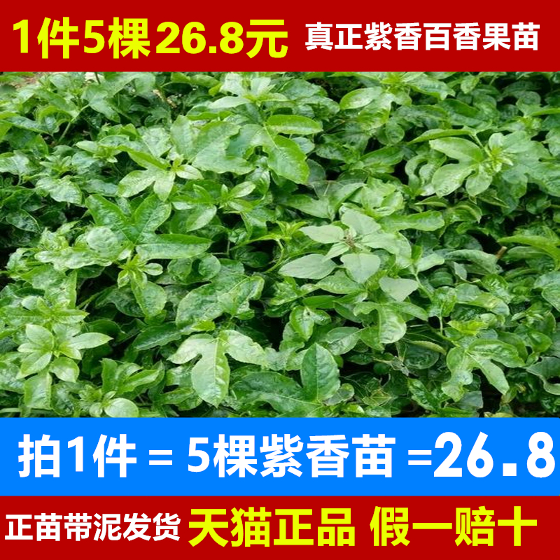 百香果苗免邮四季爬藤广西果树苗图片_1