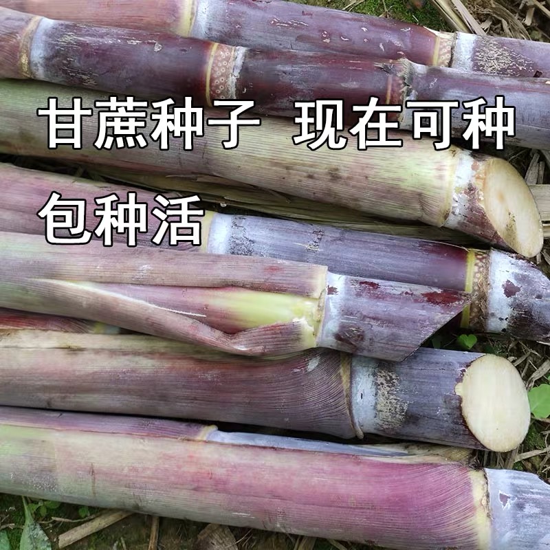 甘蔗苗10根每根3到5芽广西黑皮甘蔗种子水果甘蔗种苗种植种红皮紫