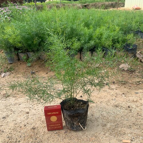 花卉天门冬苗中草药苗武竹天冬盆栽观叶常青室内垂吊耐阴植物 - 图0