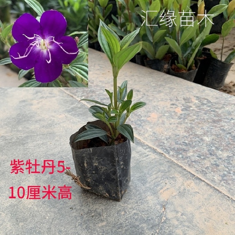 热销绿植花卉龙船花紫牡丹长春花九里香满天星庭院盆栽原土发货-图2