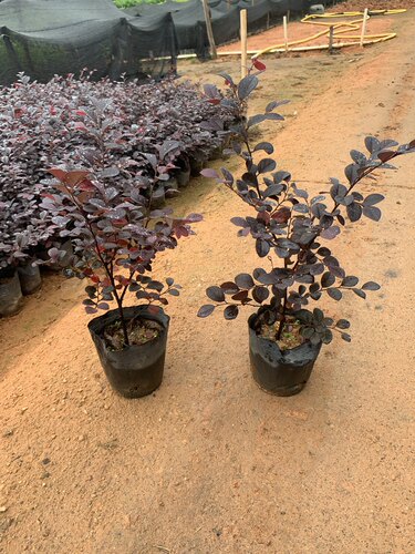 热销花卉红继木苗红石楠阳台庭院室外盆栽植物红花绿化苗 - 图0