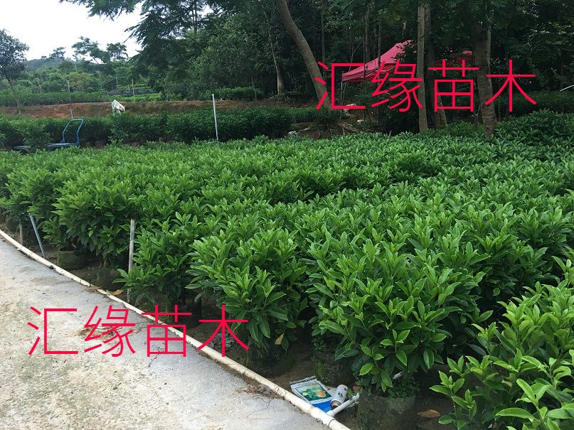 热销花卉非洲茉莉苗四季常绿庭院阳台室内盆栽大型绿植原土发货