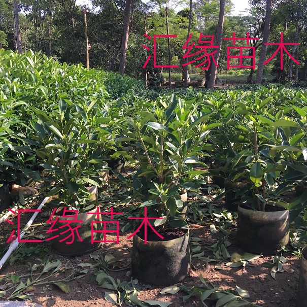 热销花卉非洲茉莉苗四季常绿庭院阳台室内盆栽大型绿植原土发货