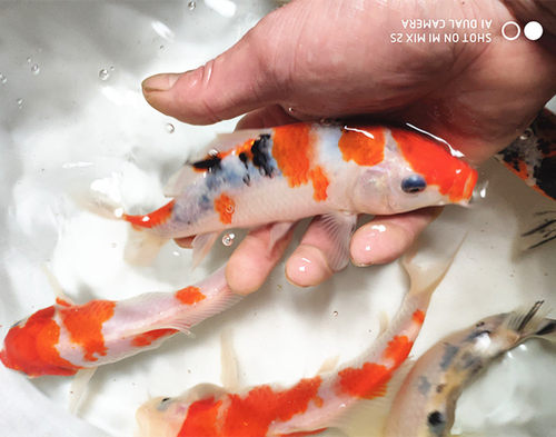 纯种日本锦鲤活体鱼邱翠锦鲤观赏鱼红白锦鲤锦鲤鱼苗淡水鱼冷水鱼 - 图1