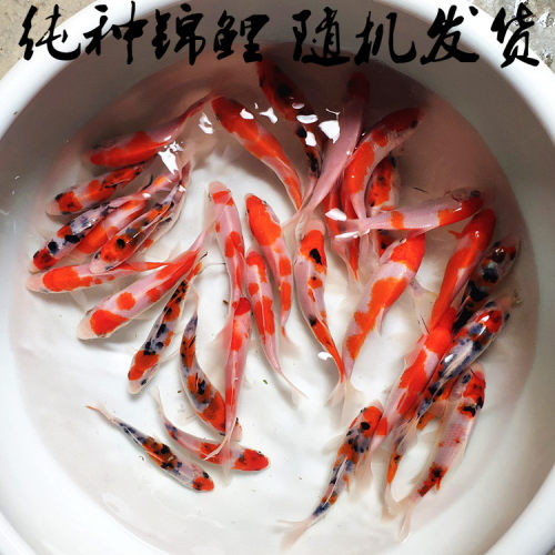 纯种日本锦鲤活体鱼邱翠锦鲤观赏鱼红白锦鲤锦鲤鱼苗淡水鱼冷水鱼 - 图0