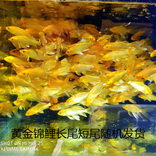 黄金锦鲤纯种锦鲤活体观赏鱼风水鱼龙凤锦鲤鱼苗冷水鱼金色淡水鱼 - 图1