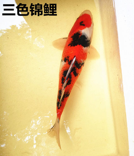 纯种日本锦鲤活体观赏风水冷水招财鱼苗大正三色淡水鱼包活运到 - 图3