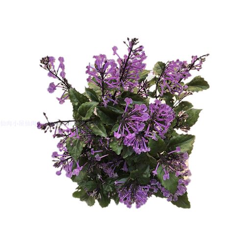 特丽莎薰衣草吸毒草香茶菜普莫奈香阳台庭院盆栽花卉植物带花包邮 - 图3