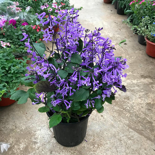 特丽莎薰衣草吸毒草香茶菜普莫奈香阳台庭院盆栽花卉植物带花包邮 - 图1